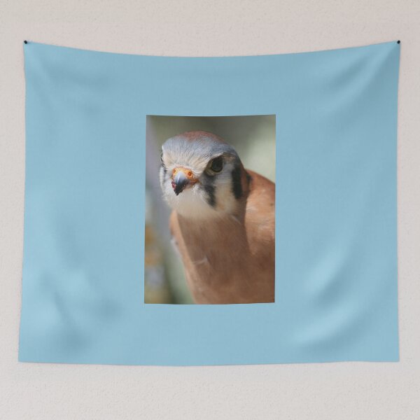 Item preview, SparrowHawk...A Curious Kestrel designed and sold by RichImage.