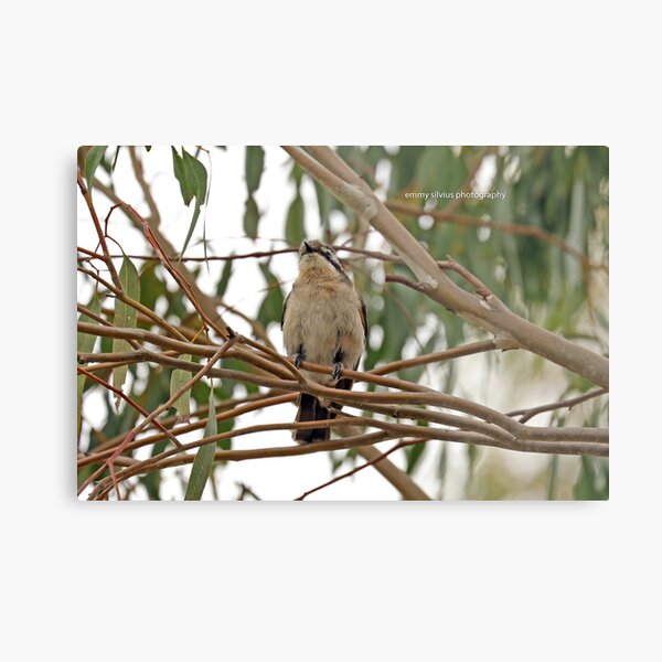 Black-eared Cuckoo (0192) Metal Print
