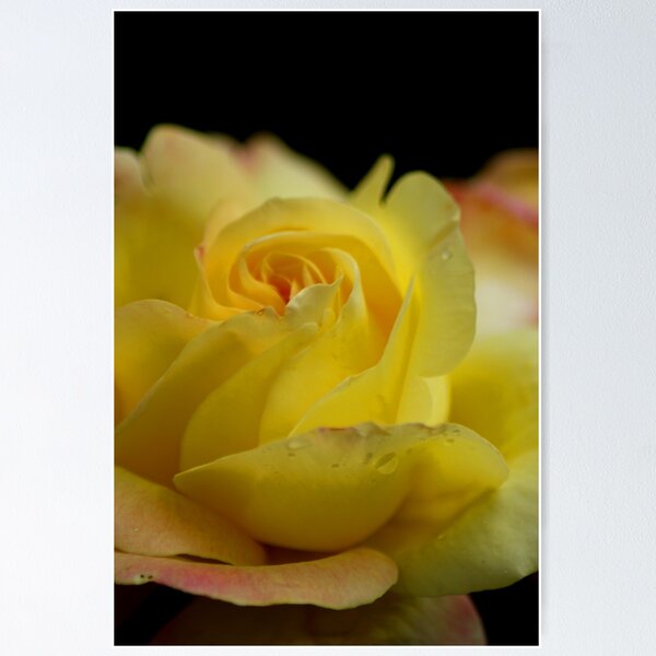 Item preview, Yellow Rose designed and sold by Sandra Cockayne.
