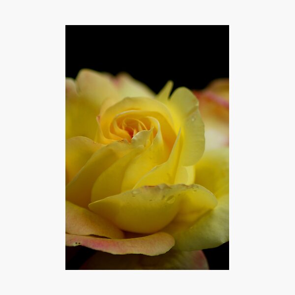 Item preview, Yellow Rose designed and sold by Sandra Cockayne.