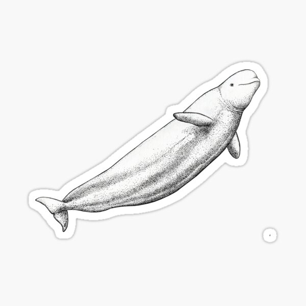Beluga whale (Delphinapterus leucas) ink artwork Sticker