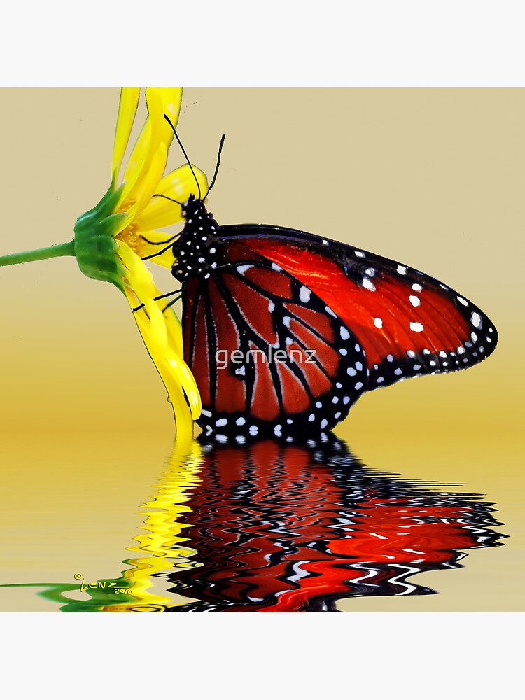 Butterfly Reflection | Poster