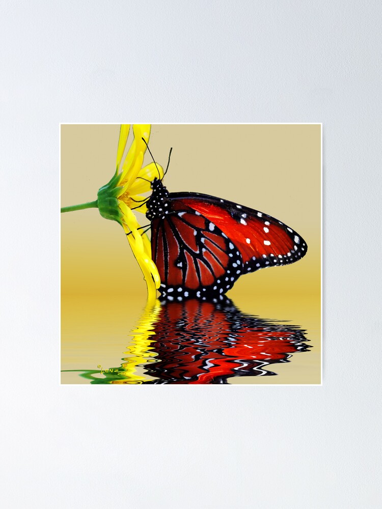 Butterfly Reflection | Poster