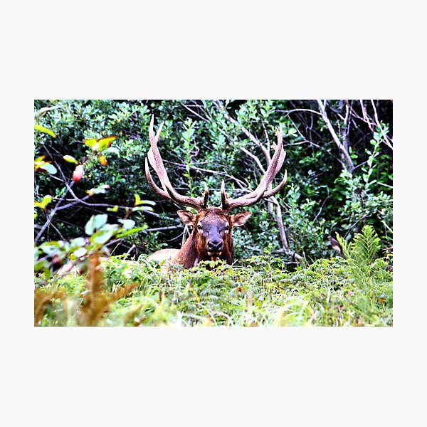 Face Off Photographic Print