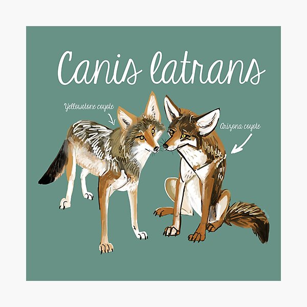 Coyotes in love Photographic Print