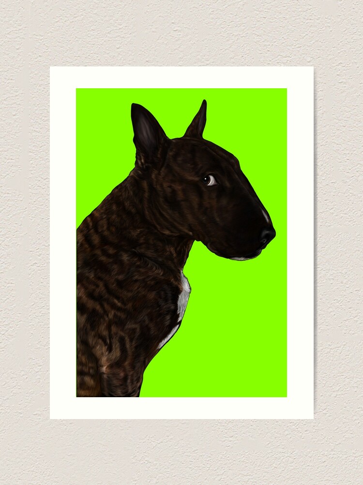 Bull terrier bruce orders