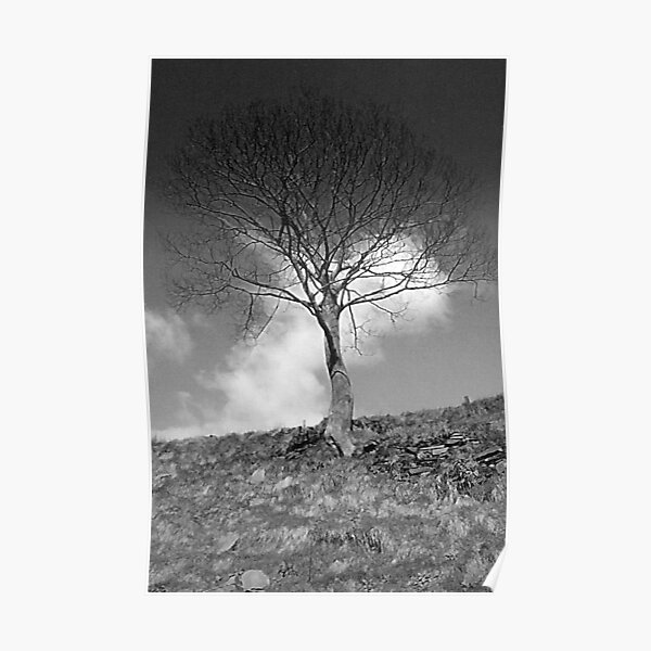 Lonesome tree - Mixenden, Halifax, UK Poster