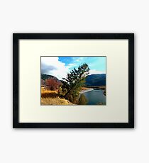 The leaning tree . Framed Print