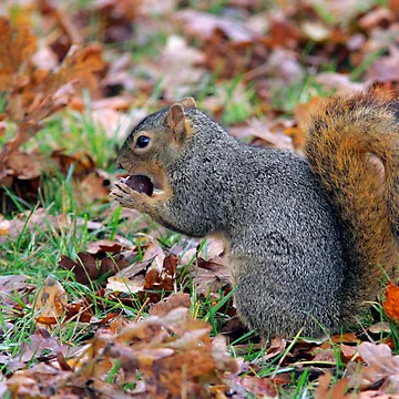Artwork thumbnail, Morning Snack by Randall Ingalls