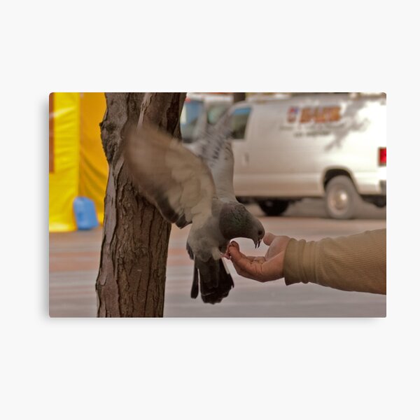 Feeding time, by hand Canvas Print