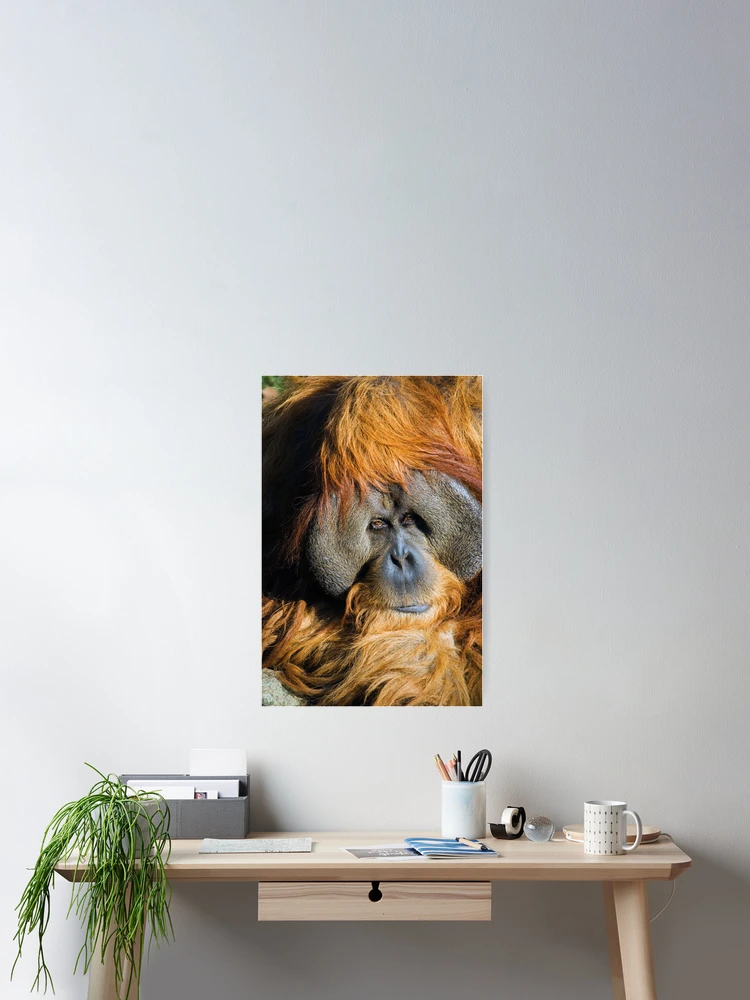 Thumbnail 2 of 3, Poster, Orangutan designed and sold by Randall Ingalls.