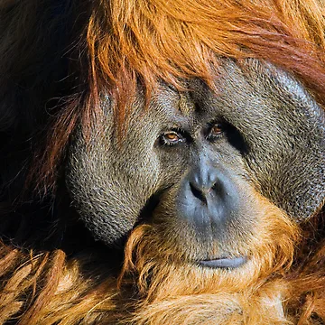 Artwork thumbnail, Orangutan by Randall Ingalls