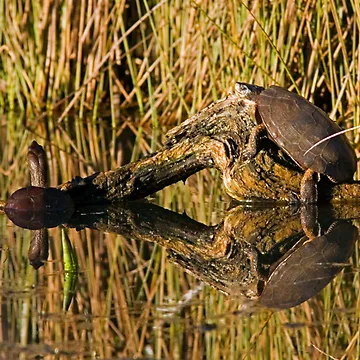 Artwork thumbnail, Pond Turtles by Randall Ingalls