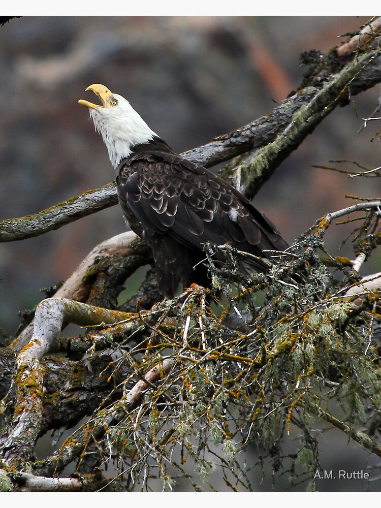 Eagle Alarm Cry, China Poot Bay by annruttle