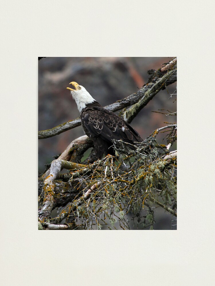 Alternate view of Eagle Alarm Cry, China Poot Bay Photographic Print