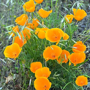 Artwork thumbnail, Poppies II by Randall Ingalls