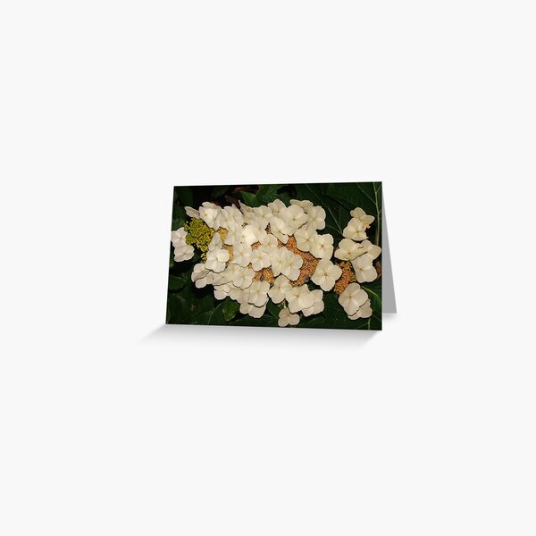 White paper-like flowers Greeting Card