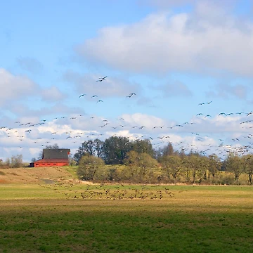 Artwork thumbnail, Migrating Geese by Randall Ingalls