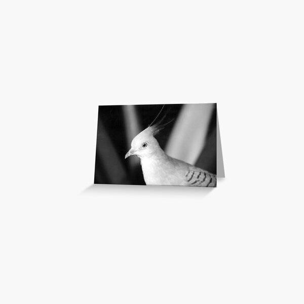 Dove portrait - Roundhay Park, Leeds, UK Greeting Card
