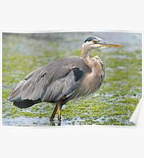 Great Blue Poster