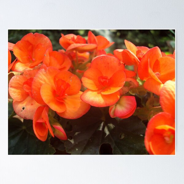 Item preview, Orange Beauty designed and sold by jdenig.