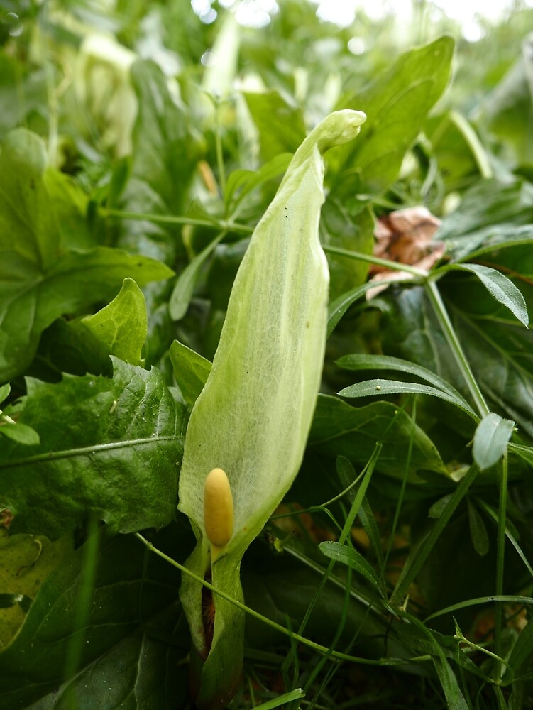 "CuckooPint (Arum maculatum)" by IOMWildFlowers Redbubble