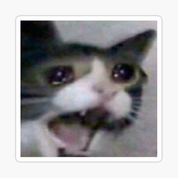 Cats Memes Meme Chonky Black Cat Crazy Screaming Crying Sad Cry