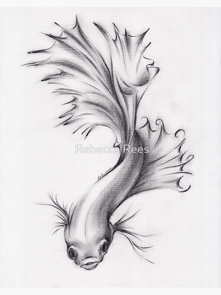 How to draw pencil sketch and shading a fish for beginners