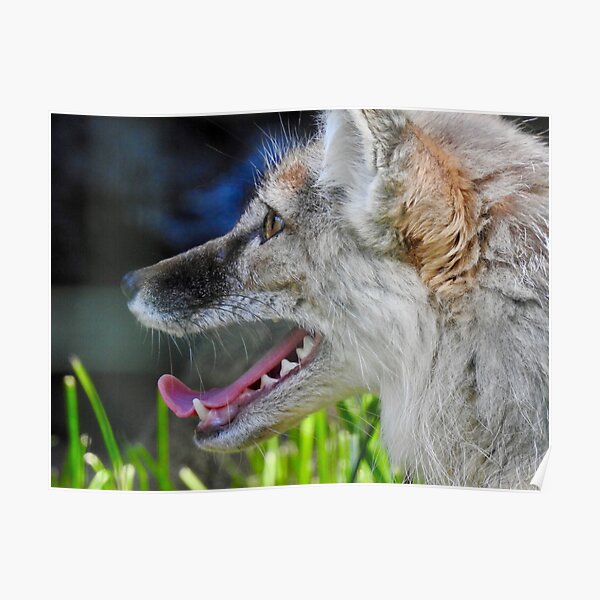 Corsac Fox Poster