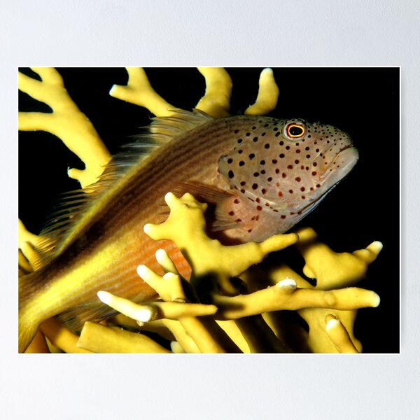 Item preview, Freckled hawkfish designed and sold by cooperscuba.