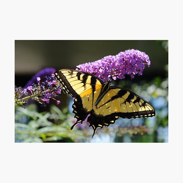 Item preview, Eastern Tiger Butterfly  designed and sold by laruecherie.