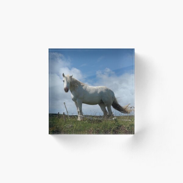 irish mare Acrylic Block