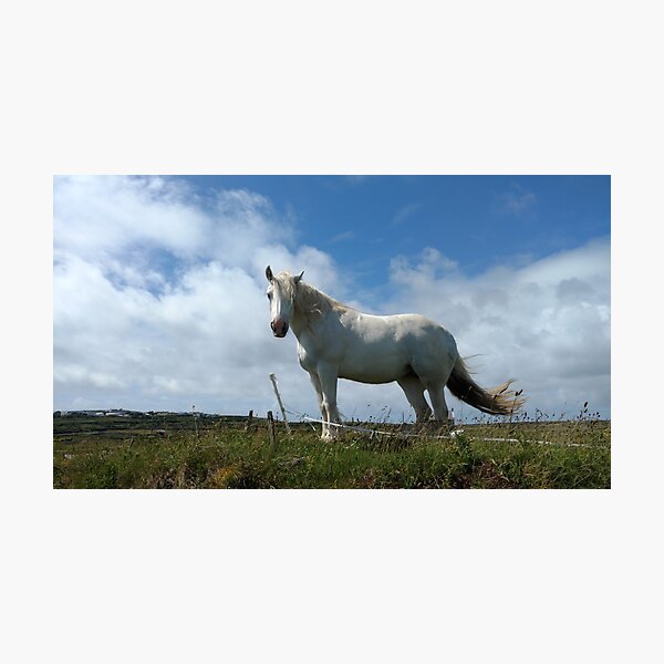 irish mare Photographic Print