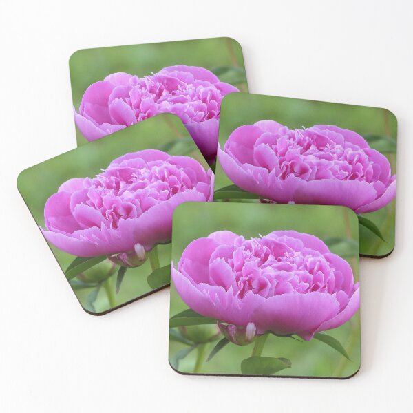 Item preview, Pink Peony designed and sold by Frankie Cat Photography.