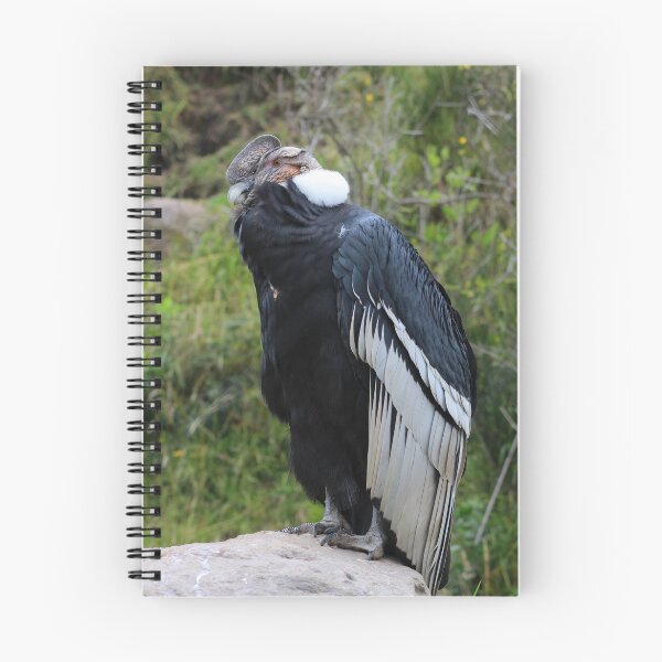 Item preview, Male Andean Condor on a Rock designed and sold by rhamm.