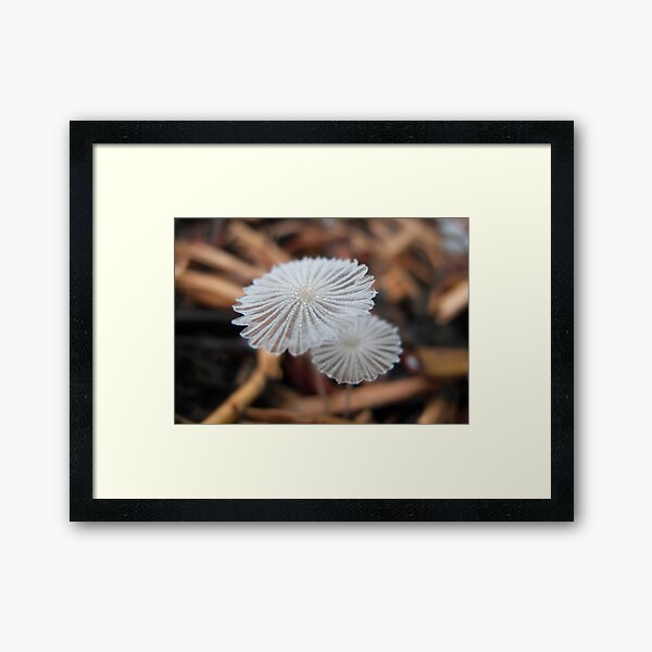 Beauty in Decay Framed Art Print