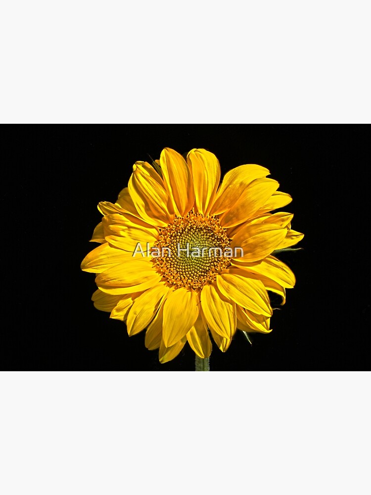 Sunflower by AlanHarman