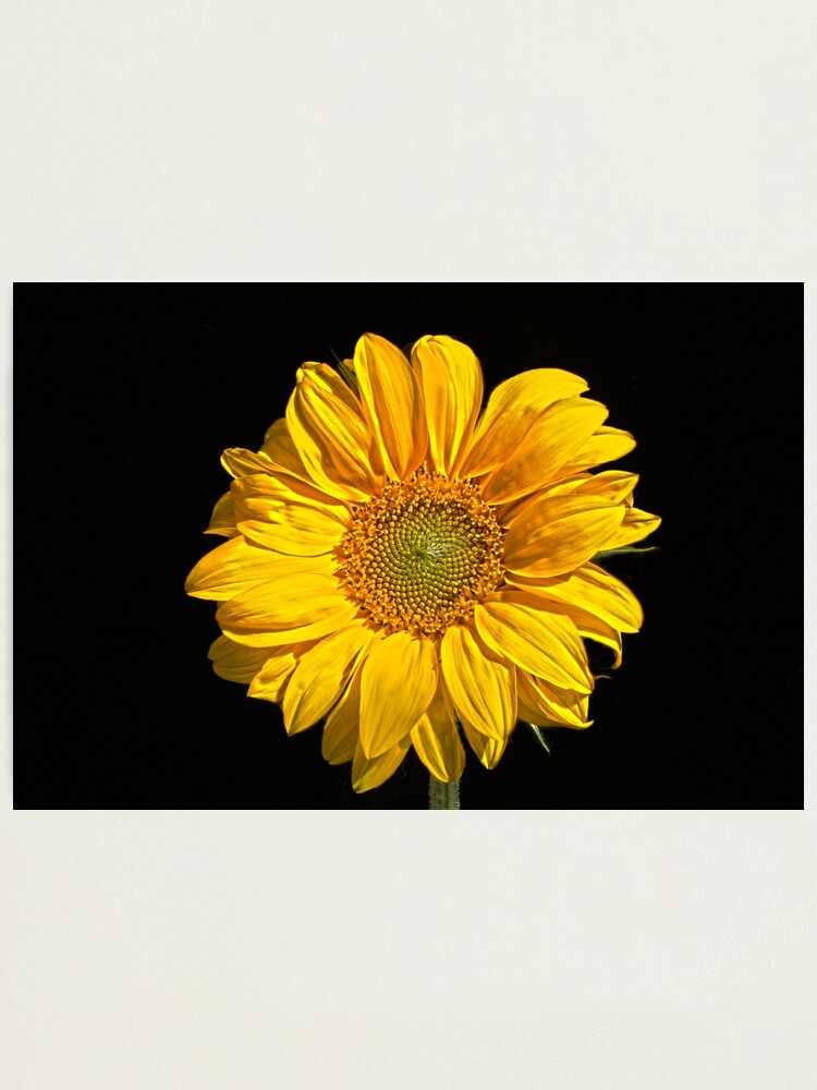 Alternate view of Sunflower Photographic Print
