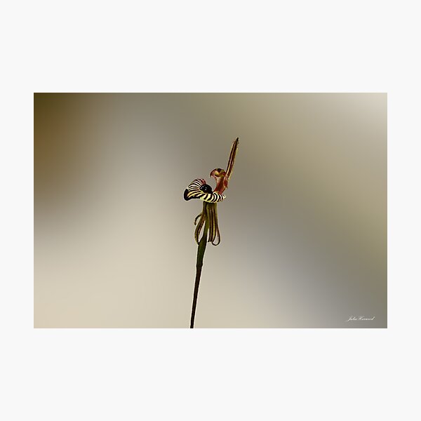 Zebra Orchid, Caladenia cairnsiana Photographic Print