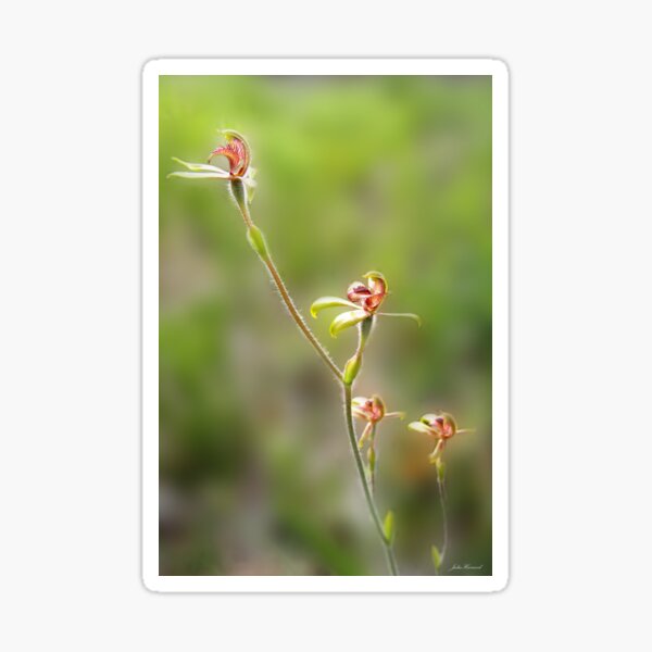 Antelope Orchid Gifts and Merchandise for Sale Redbubble