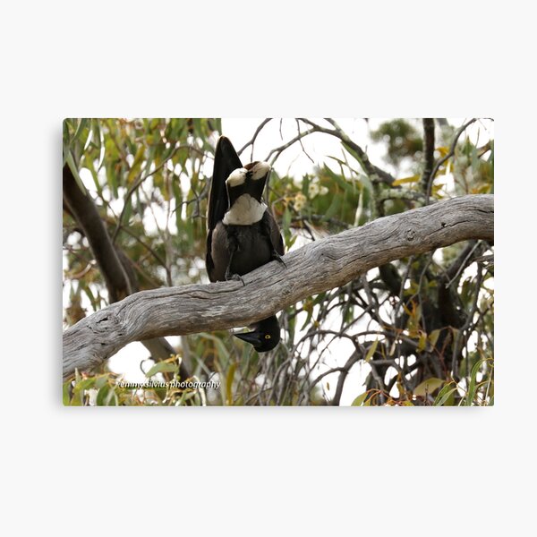 Grey Currawong (1017) Canvas Print