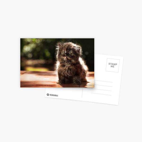 ...and whiskers on kittens... Postcard