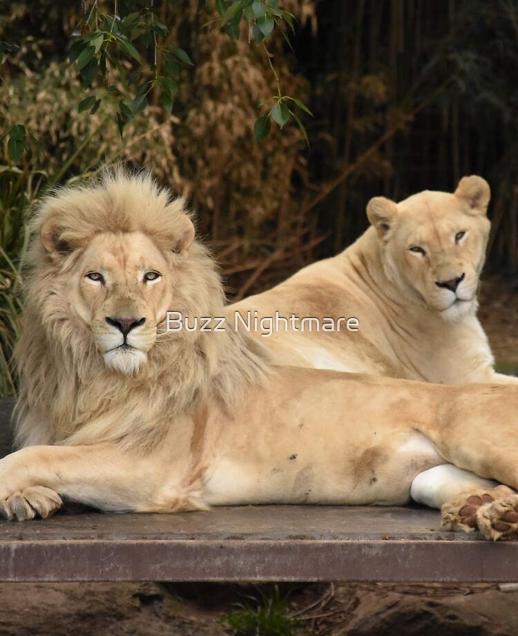 Funda y vinilo para iPad «Pareja de leones blancos» de NightmarePhotos |  Redbubble