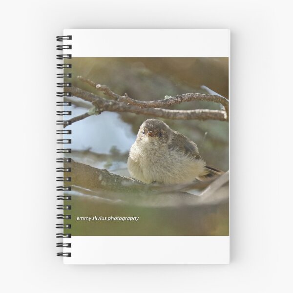 Item preview, Buff-rumped Thornbill - juvenile (859) designed and sold by Emmy Silvius.