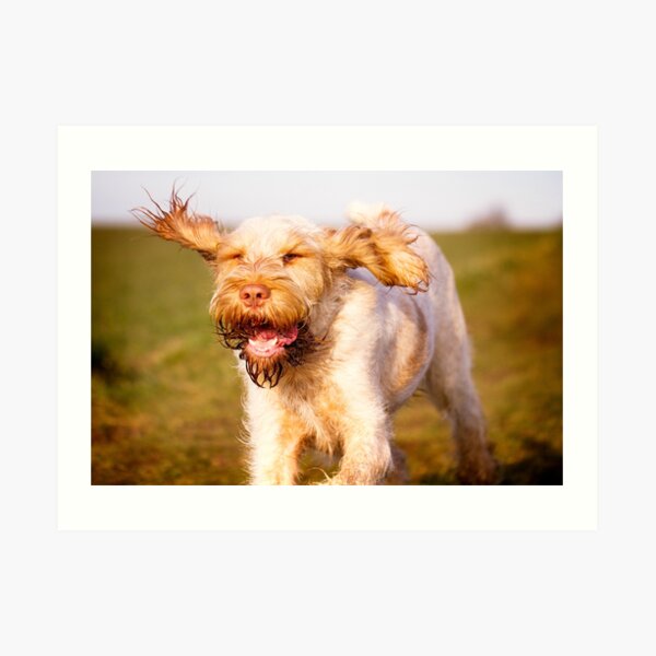 Laughing with flying ears Spinone Art Print