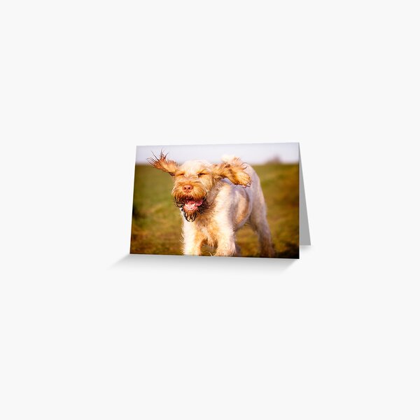 Laughing with flying ears Spinone Greeting Card