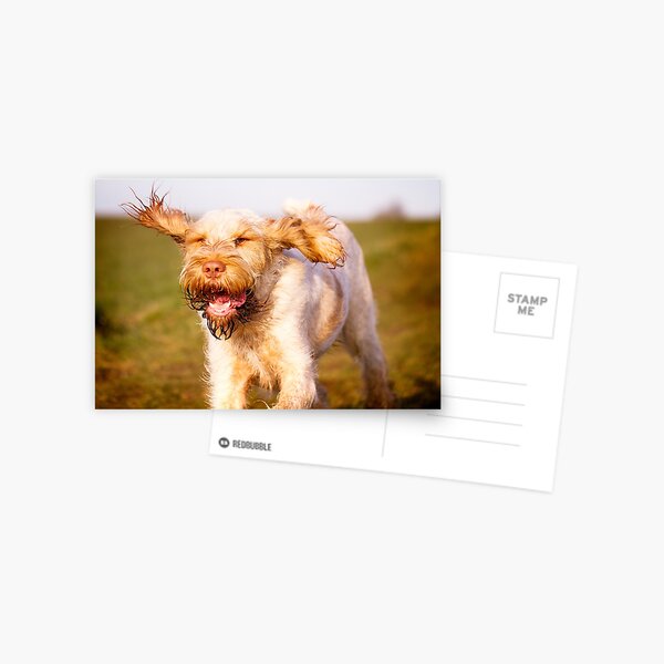 Laughing with flying ears Spinone Postcard