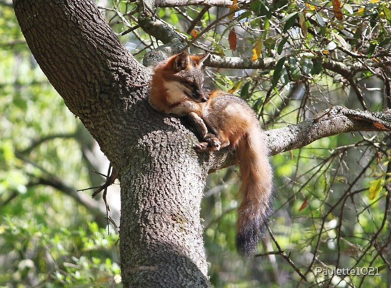 "Grey Fox in a Tree" by Paulette1021 Redbubble