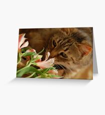 Tabby Greeting Card
