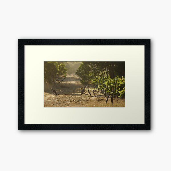 Roo in the Merlot - Magpie Springs - Adelaide Hills Wine Region - Fleurieu Peninsula - by South Australian artist Avril Thomas Framed Art Print
